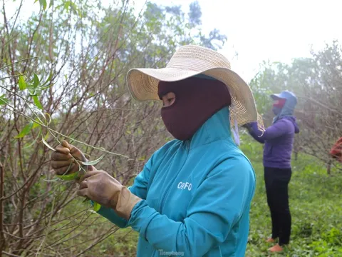 Mục sở thị nghề 'hái ra tiền' dịp Tết
