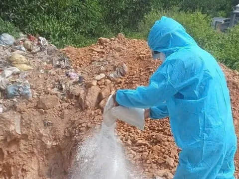 Đà Nẵng triển khai biện pháp cấp bách phòng, chống dịch tả lợn châu Phi