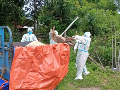 Miền Trung tập trung khống chế, dập dịch tả lợn, bảo vệ sinh kế nông dân