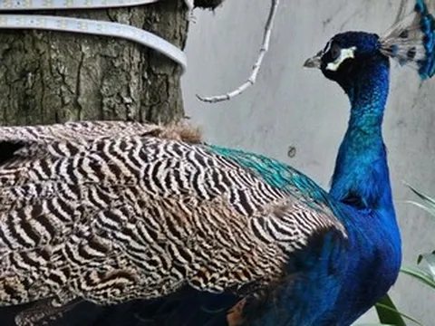 Bắt được chim quý bay lạc vào chung cư ở TPHCM