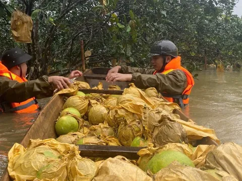 Công an ngâm mình trong nước lũ giúp dân thu hoạch bưởi