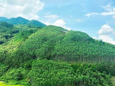 Chuyển nhượng 1 triệu tấn carbon tại vùng Bắc Trung Bộ cho IBRD