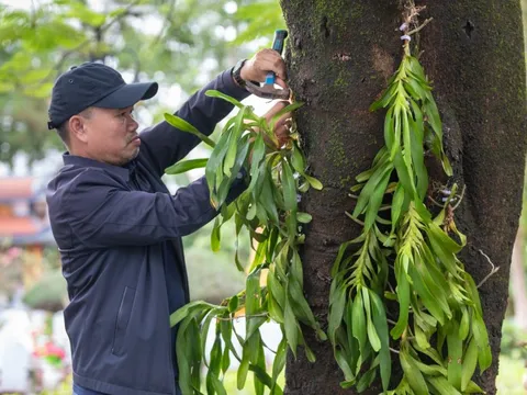 Đưa nhánh lan rừng về với liệt sĩ Trường Sơn