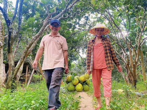 Thanh trà Huế được mùa, lần đầu tiên vào siêu thị lớn ở TP.HCM