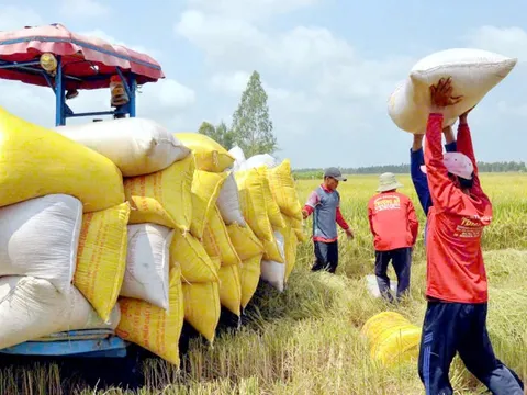 Đề nghị doanh nghiệp mua dự trữ lúa gạo khi Philippines dừng nhập khẩu 60 ngày