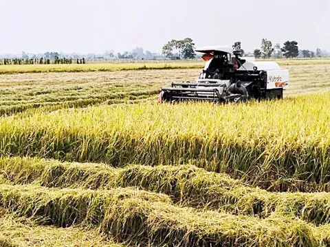 Philippines tạm dừng nhập gạo Việt: Mua tạm trữ để giữ giá lúa?