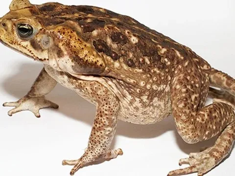 Bắt cóc làm thịt ăn, 9 học sinh nhập viện