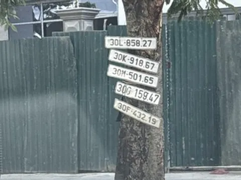 Hình ảnh lạ xuất hiện trên một gốc cây sau trận ngập khó quên ở đường Võ Chí Công, Hà Nội