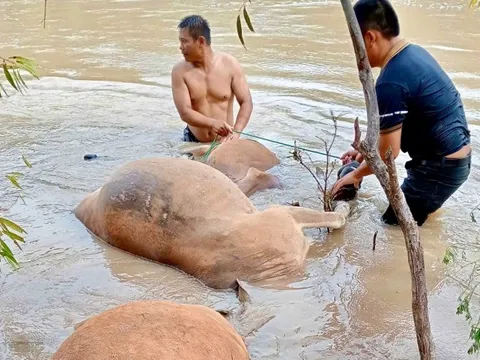 Lũ về đột ngột làm chết hơn 30 con trâu, bò cột ven suối