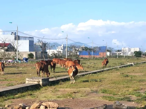 Cảnh tượng khó tin ở Đà Nẵng: Trâu bò thả rông giữa khu đô thị tiền tỷ