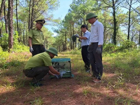 Giải cứu chim rừng giữa mùa Vu Lan, Huế quyết dẹp “nạn” phóng sinh sai cách