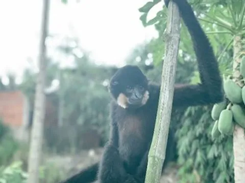 Loài vật thuộc nhóm IB quý hiếm xuất hiện trong vườn, người dân có hành động gây chú ý