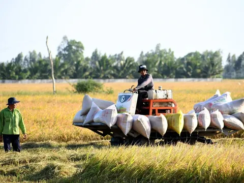 Thủ tướng yêu cầu hướng dẫn doanh nghiệp thu mua lúa gạo tạm trữ và tìm kiếm thị trường mới