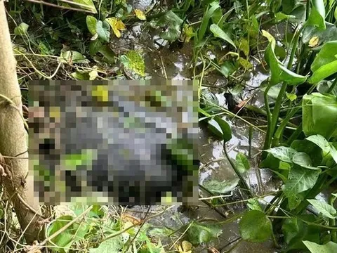 Tạm giữ hình sự người đàn ông sát hại "vợ hờ" ở Tây Ninh