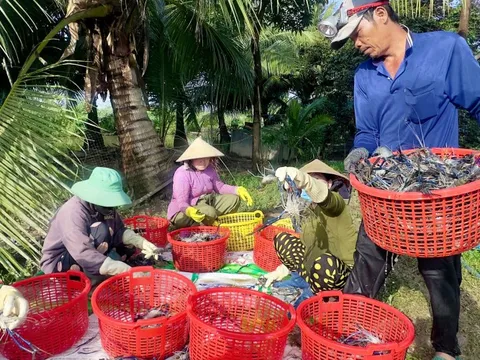 Nông dân Miệt Thứ cười tươi khi tôm càng xanh trúng mùa được giá