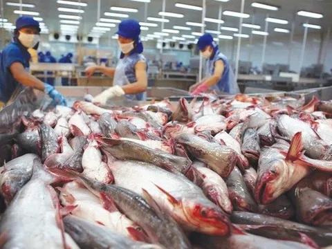 Giá cá tra xuất khẩu được dự báo sẽ tăng mạnh