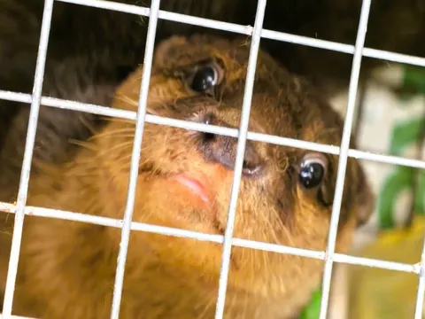 Cảnh sát giải cứu một động vật quý hiếm nhóm IB