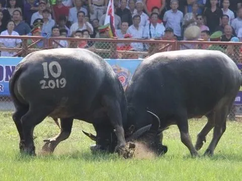 Chọi trâu Đồ Sơn 2025: 16 "ông trâu" tranh tài, mức giải thưởng tăng mạnh