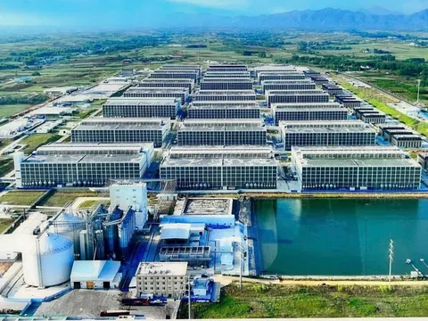 Chính phủ khuyến khích làm mô hình 'chung cư nuôi heo' ở Việt Nam