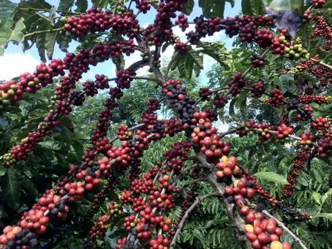 Ngành cà phê tăng trưởng 133% trên chợ mạng trong 6 tháng đầu năm