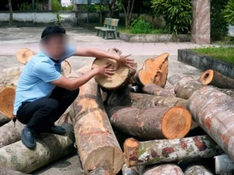 Ngang nhiên mở gần 100m đường vào rừng tự nhiên để đốn hạ hàng chục cây lấy gỗ