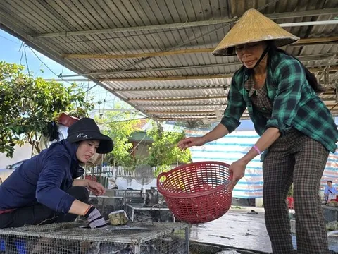 Săn con “ăn tàn phá hoại”, người nông dân kiếm tiền triệu mỗi ngày