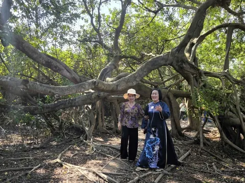 5 cây cổ thụ ở Vĩnh Long được công nhận là Cây di sản Việt Nam