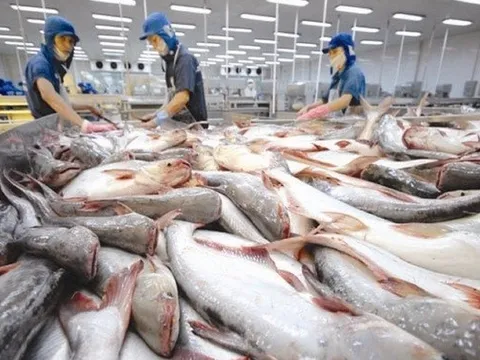 Xuất khẩu cá tra vượt mốc 1,4 tỷ USD