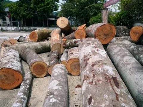 Danh tính người tự ý đốn hạ hàng chục cây gỗ ở Thanh Hóa