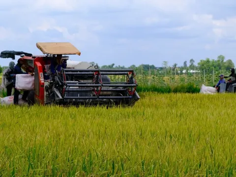 Nông dân buồn rầu vì giá lúa, thu không đủ bù chi phí