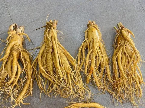 Sử dụng đúng cách, nhân sâm có thể hỗ trợ điều trị, kiểm soát tiểu đường