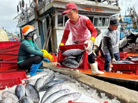 Mỹ từ chối công nhận 12 nghề khai thác hải sản, Bộ Công Thương gửi đề nghị xem xét