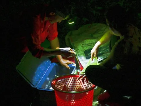 ‘Chợ ma’ cá đồng ở đầu nguồn An Giang nhộn nhịp vào mùa