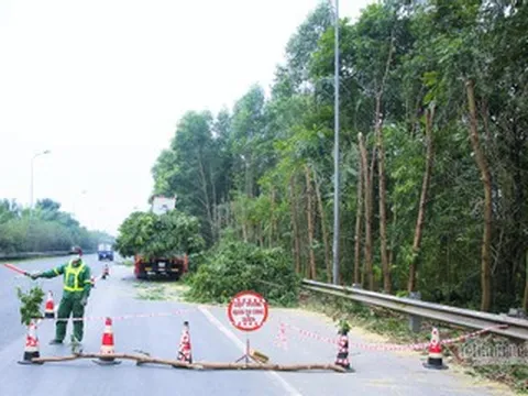 Cục trưởng CSGT cảnh báo mất an toàn khi trồng cây ở dải phân cách cao tốc