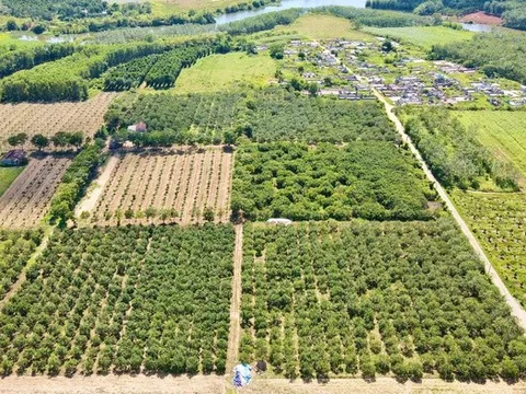 Lão nông từng tái nghèo vì "vàng trắng" nay thành tỷ phú cây ăn quả