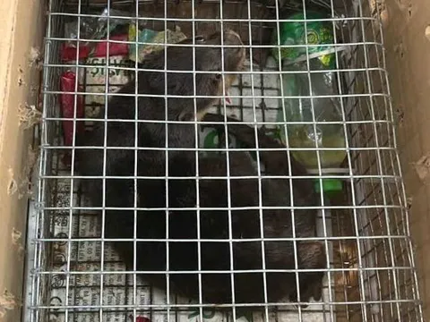 Khởi tố người phụ nữ bán động vật hoang dã nguy cấp, quý hiếm