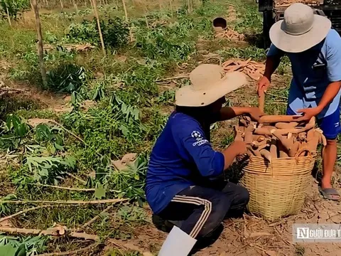 Giá sắn lao dốc, nông dân “càng làm càng lỗ”