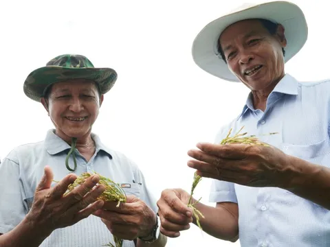 Giá lúa giảm, vì sao một số nông dân Cà Mau vẫn vui?