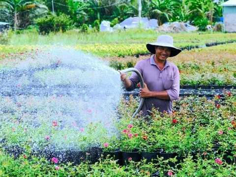 Làng hoa Sa Đéc tất bật vụ hoa Tết 2026, dự kiến cung ứng 1,2 triệu giỏ