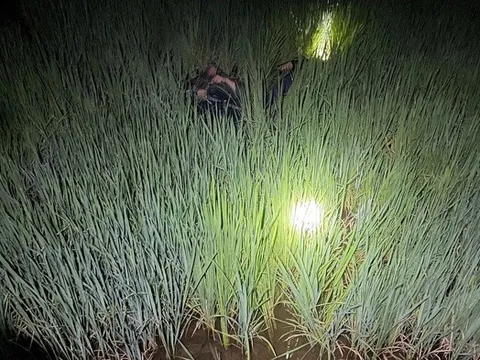 Phát hiện 2 thanh niên tử vong bất thường trên ruộng lúa