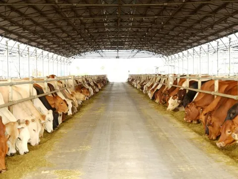 'Vua thép' Trần Đình Long muốn đưa nông nghiệp Hòa Phát lên sàn