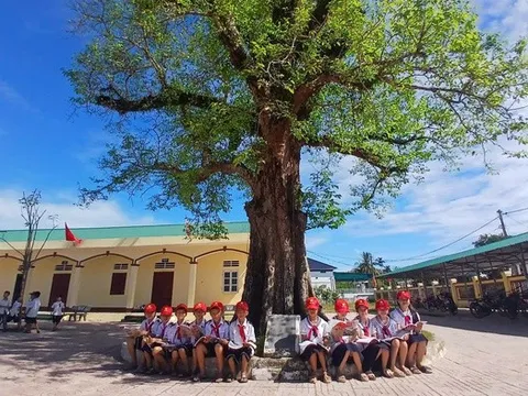 Chuyện kỳ lạ về 4 cây Kơ nia di sản ở Hà Tĩnh