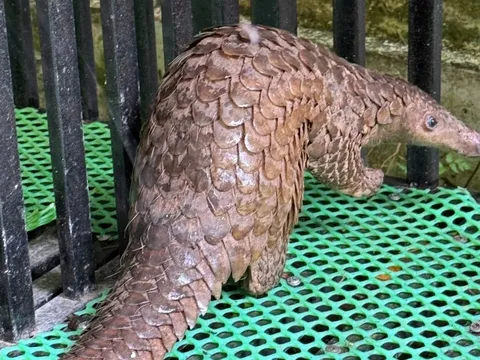 Đà Lạt phát hiện vật hoang dã quý hiếm bò vào nhà dân