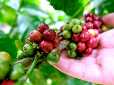 Giá cà phê diễn biến trái chiều, giá tại Mỹ cao kỷ lục