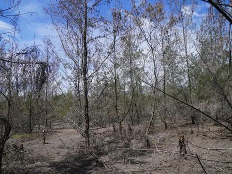 Rừng dương chết hàng loạt, làng ven biển thấp thỏm trước gió cát