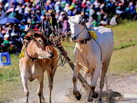 Nghẹt thở cuộc so tài chung kết tại Lễ hội đua bò An Giang
