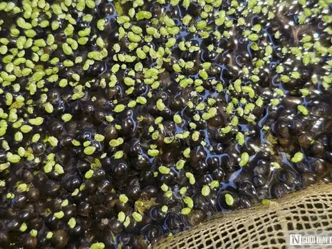 Người nông dân nuôi con đặc sản "hiền như đất" trong ao, thu tiền tỷ mỗi năm