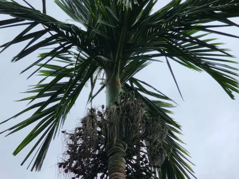 Trung Quốc lại mua mạnh, cau non 'hút hàng' tăng giá 30%