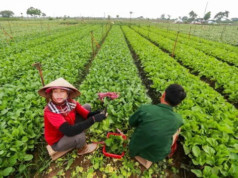 Hợp tác xã khó đưa trực tiếp rau VietGAP vào trường học vì 'thiếu quan hệ'