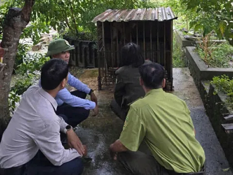 Con vật quý hiếm nặng 15 kg "đi lạc" vào vườn nhà dân ở Quảng Trị